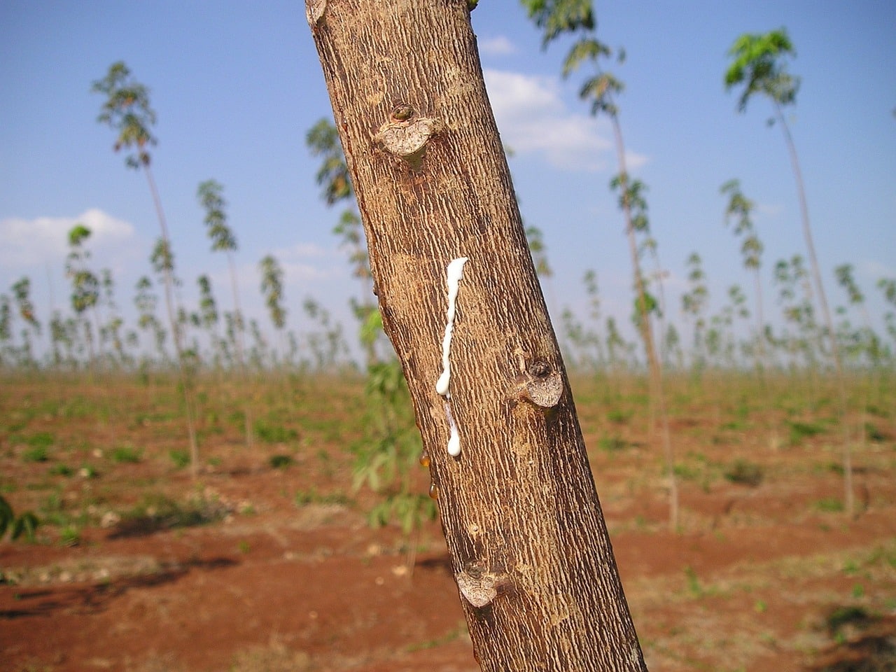 Rubber Wood Furniture Disadvantages